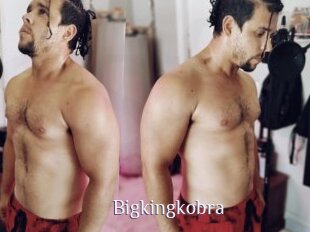 Bigkingkobra